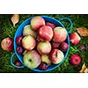 Fresh organic apples in blue pail on green grass from above