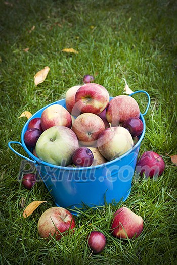 Fresh organic apples in blue pail on green grass with copy space