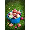 Fresh organic apples in blue pail on green grass with copy space