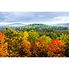 High view of fall forest with colorful trees