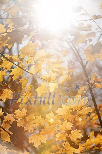 Sun shining though orange fall leaves on maple tree branches in autumn forest