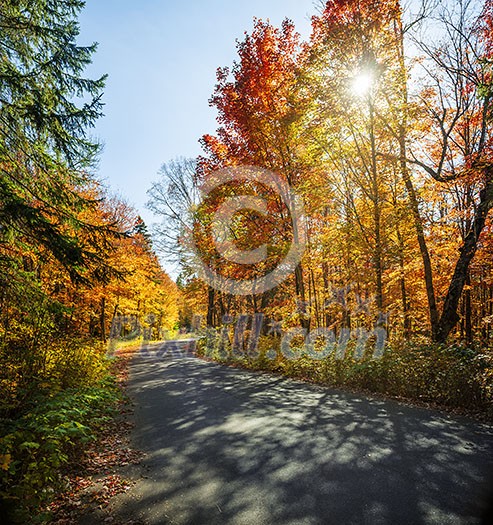 Curving road in a colorful fall forest with sun and shadows. Algonquin Provincial park, Ontario, Canada.