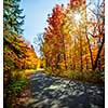 Curving road in a colorful fall forest with sun and shadows. Algonquin Provincial park, Ontario, Canada.