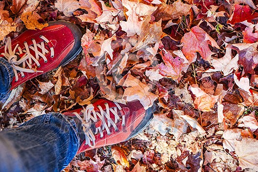 Red shoes standing in many fallen maple leaves from above with copy space Red shoes standing in many fallen maple leaves from above with copy space