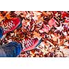 Red shoes standing in many fallen maple leaves from above with copy space