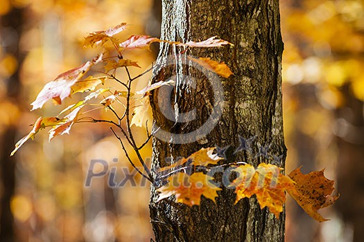 Trunk and branch of fall maple tree with bright orange foliage in sunny autumn forest Trunk and branch of fall maple tree with bright orange foliage in sunny autumn forest