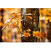 Trunk and branch of fall maple tree with bright orange foliage in sunny autumn forest