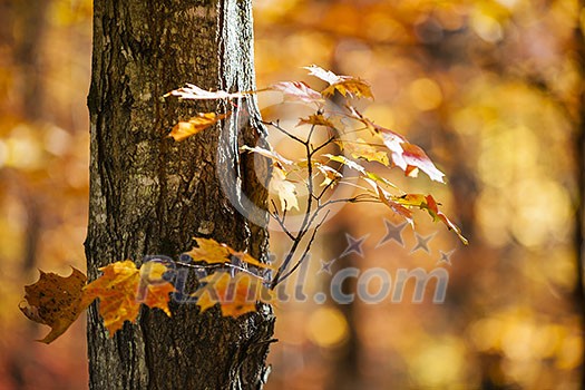 Trunk and branch of fall maple tree with bright orange foliage in sunny autumn forest