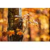 Trunk and branch of fall maple tree with bright orange foliage in sunny autumn forest