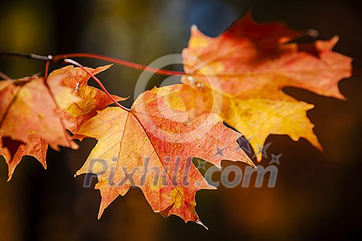 Closeup on red fall maple leaves glowing in autumn sunshine