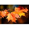 Closeup on red fall maple leaves glowing in autumn sunshine