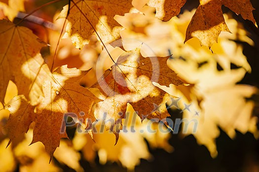 Orange backlit fall leaves on maple tree branch glowing in autumn sunshine