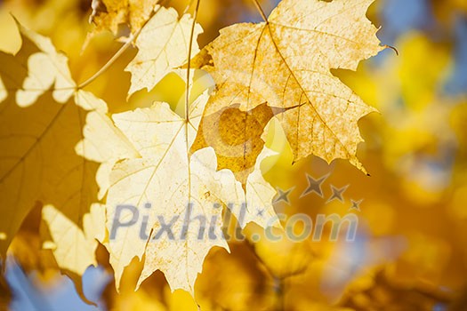 Orange and yellow backlit fall maple leaves glowing in autumn sunshine with copy space