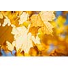Orange and yellow backlit fall maple leaves glowing in autumn sunshine with copy space