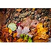 Fallen autumn leaves of various fall colors floating in shallow lake water with rocks on bottom