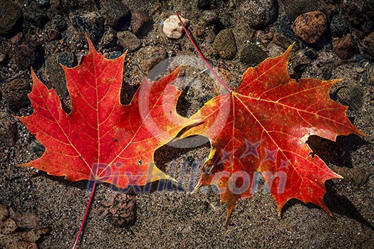 Two red fall maple leaves floating in shallow lake water with rocks on bottom Two red fall maple leaves floating in shallow lake water with rocks on bottom