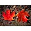 Two red fall maple leaves  floating in shallow lake water with rocks on bottom