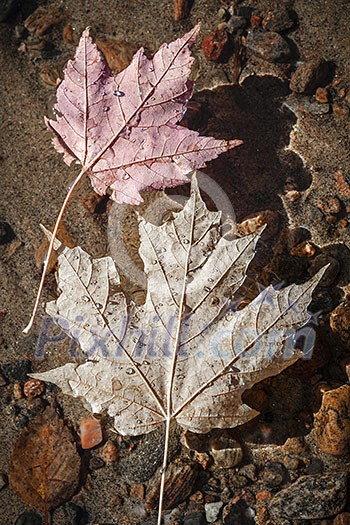 Two fall maple leaves floating in shallow lake water with sandy bottom Two fall maple leaves floating in shallow lake water with sandy bottom