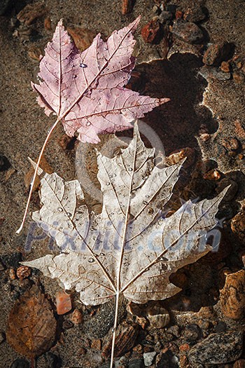 Two fall maple leaves  floating in shallow lake water with sandy bottom