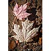 Two fall maple leaves  floating in shallow lake water with sandy bottom