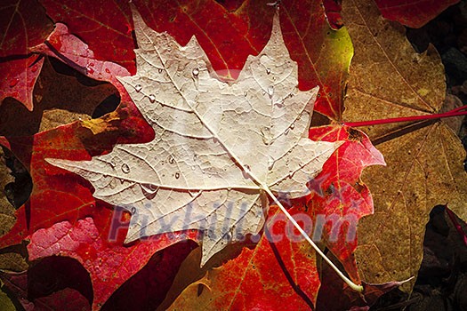 Colorful wet fall maple leaves floating in shallow lake water close up Colorful wet fall maple leaves floating in shallow lake water close up