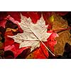 Colorful wet fall maple leaves floating in shallow lake water close up