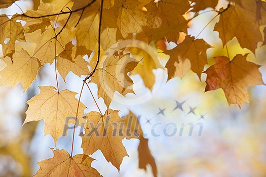 Orange backlit fall maple leaves closeup on sunny autumn day