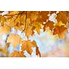 Orange backlit fall maple leaves closeup on sunny autumn day