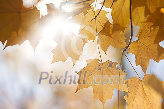 Sun shining though orange fall leaves on maple tree branch in autumn forest with copy space Sun shining though orange fall leaves on maple tree branch in autumn forest with copy space