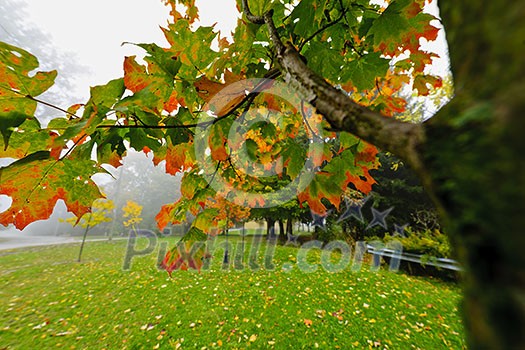 Maple tree branch with changing leaves on foggy autumn day