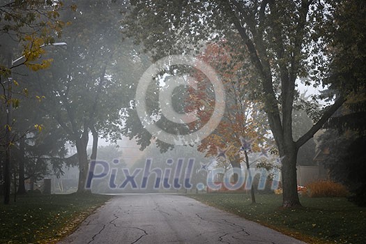 Fall trees on quiet foggy suburban street in Toronto, Canada. Fall trees on quiet foggy suburban street in Toronto, Canada.