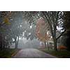Fall trees on quiet foggy suburban street in Toronto, Canada.