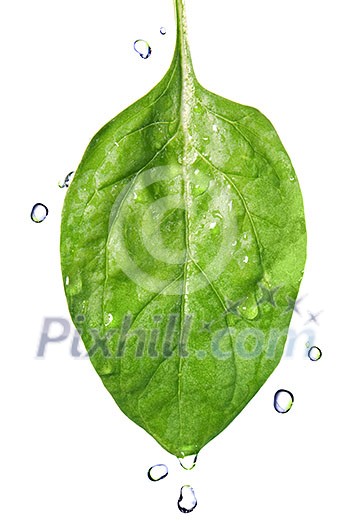 green spinach leaf with water drops isolated on white