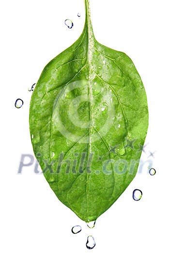 green spinach leaf with water drops isolated on white green spinach leaf with water drops isolated on white