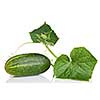 green cucumber with leaves isolated on white