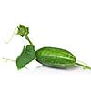 green cucumber with leaves isolated on white