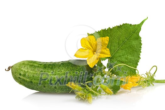 green cucumber with leaves and flower isolated on white green cucumber with leaves and flower isolated on white