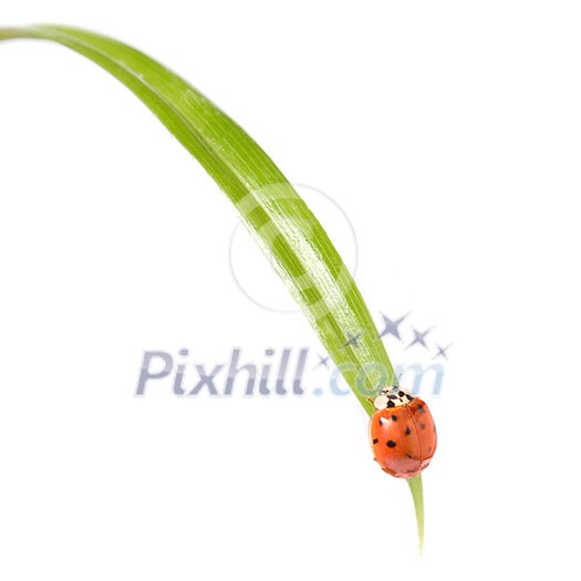 red ladybug on green grass isolated on white