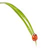 red ladybug on green grass isolated on white