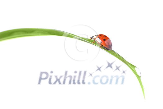 red ladybug on green grass isolated on white