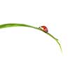 red ladybug on green grass isolated on white