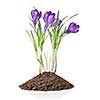 crocus in earth isolated on white