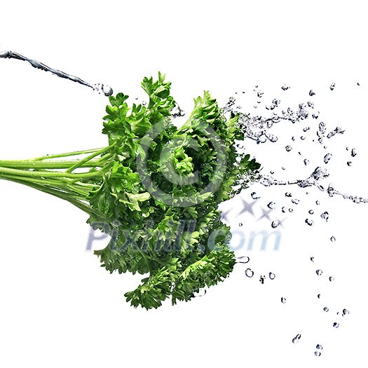 water drops on green parsley isolated on white water drops on green parsley isolated on white