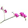 pink orchid branch isolated on white