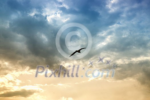 bird and dramatic clouds bird and dramatic clouds
