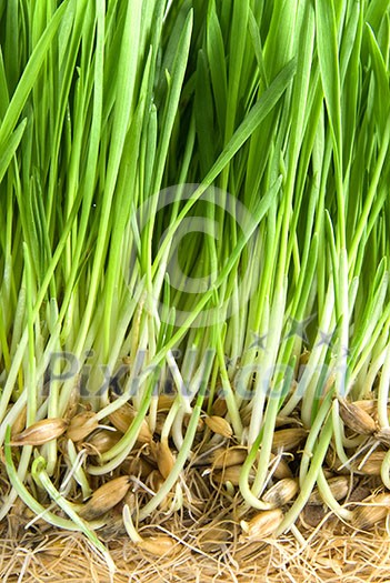 close-up green grass with roots close-up green grass with roots