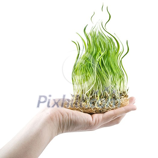 human hand holding green grass in shape of fire on white human hand holding green grass in shape of fire on white