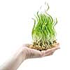 human hand holding green grass in shape of fire on white
