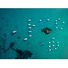 Aerial view of boats in a splendid cove in Corsica