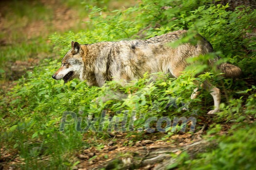 Gray/Eurasian wolf (Canis lupus)